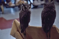 Návštěva soviček 6.1.2026